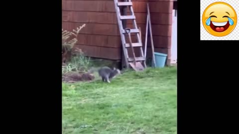 Baby Pomerians Animals' Irresistible Compilation of Moments | Funny Animals Videos 2023