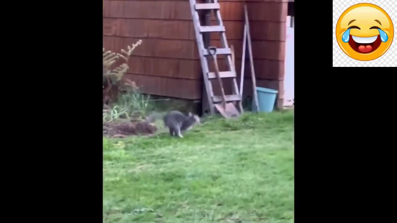 Baby Pomerians Animals' Irresistible Compilation of Moments | Funny Animals Videos 2023