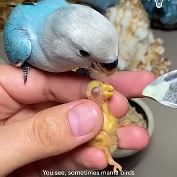 Hand feeding cute baby birds!