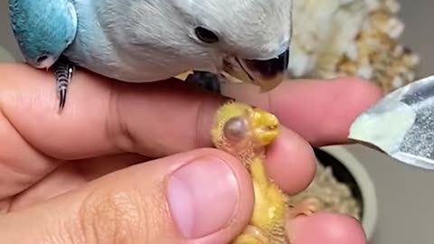 Hand feeding cute baby birds!