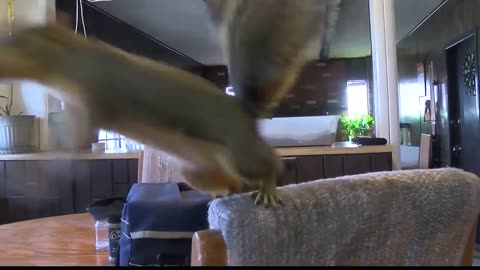 2nd Amendment Supporting Squirrel Attacks Home Intruder