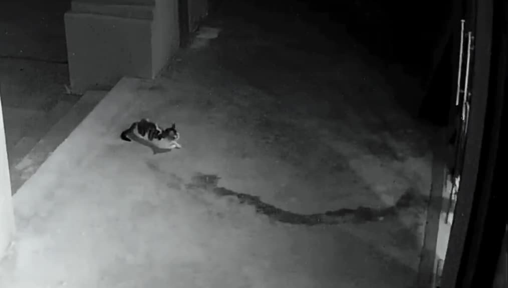 253_I never knew my cat was so strong. When a stray cat comes to my doorstepš® #cat #