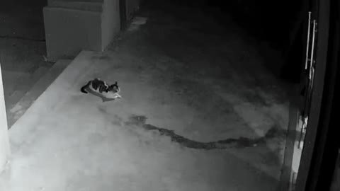 253_I never knew my cat was so strong. When a stray cat comes to my doorstep😮 #cat #