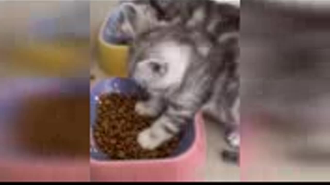 Best Funny Dogs And Cats Videos 😅 Funniest Animals Videos 2024😇