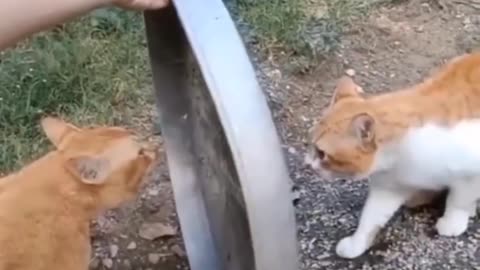 Best animals funny videos