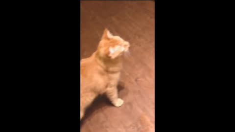 ANIMALS FUNNY VIDEO