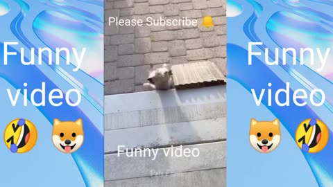 Funny Animal Video😂😂