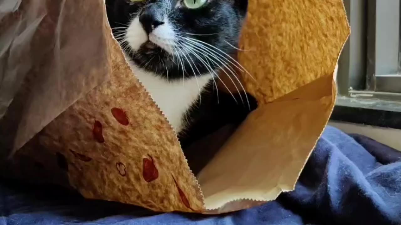 Cute cat ππΊπ