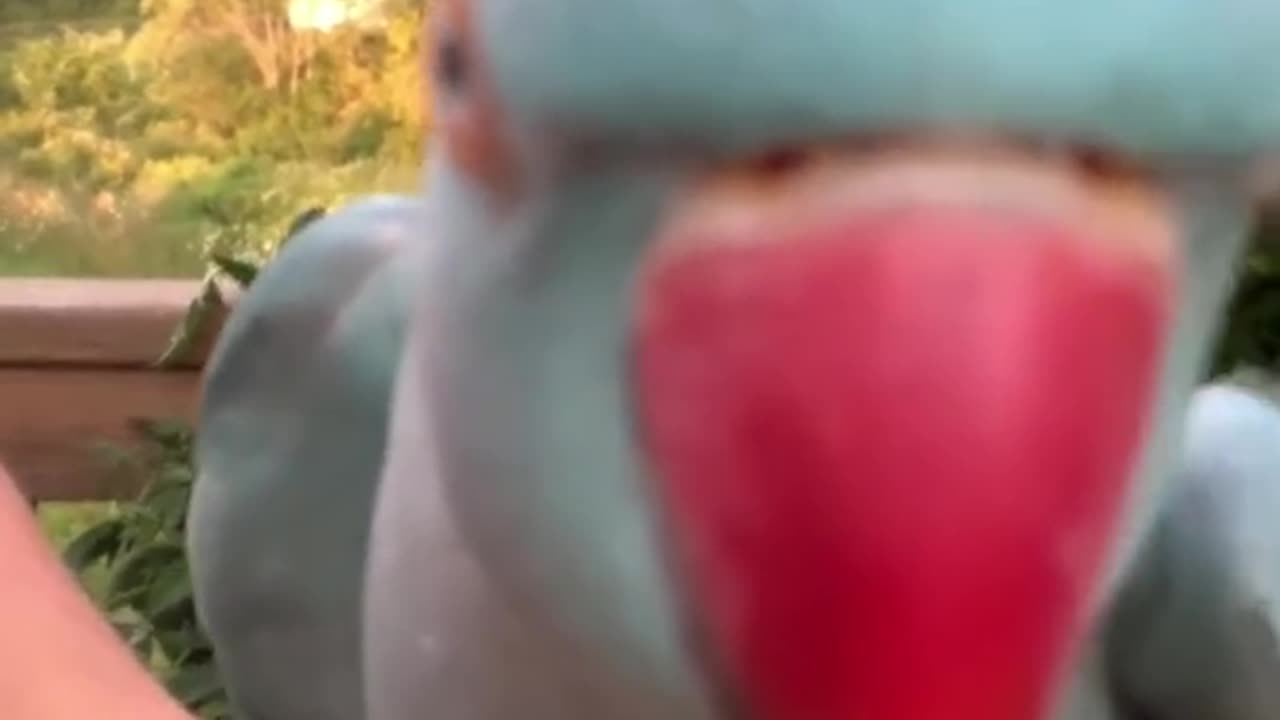 Funny Talking Indian Ringneck Parrot