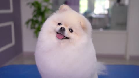this puppy will melt your heart too cute