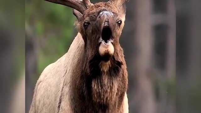 During heat, the buck calls at close range