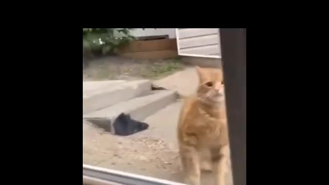 #Most popular dog And cat 🐈 funny Videos 2022