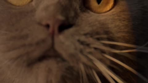 Fearless cat