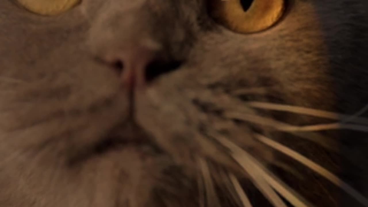 Fearless cat