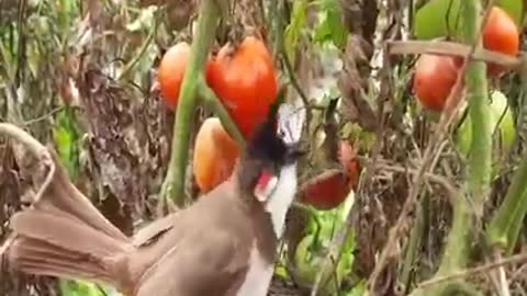 Baby bird vs snake