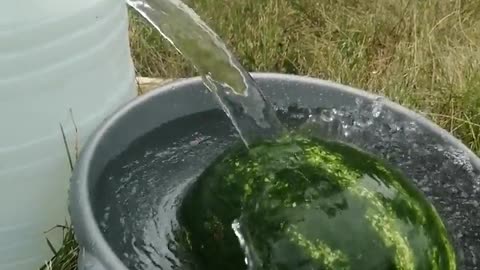 Summer - natural cooling watermelon