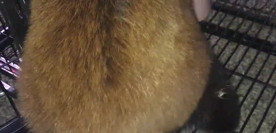 the butt and tail of the red panda feel great! Would you like to come again