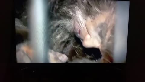 big foot caught in cage first time in humen history