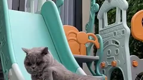 KITTEN THINGS