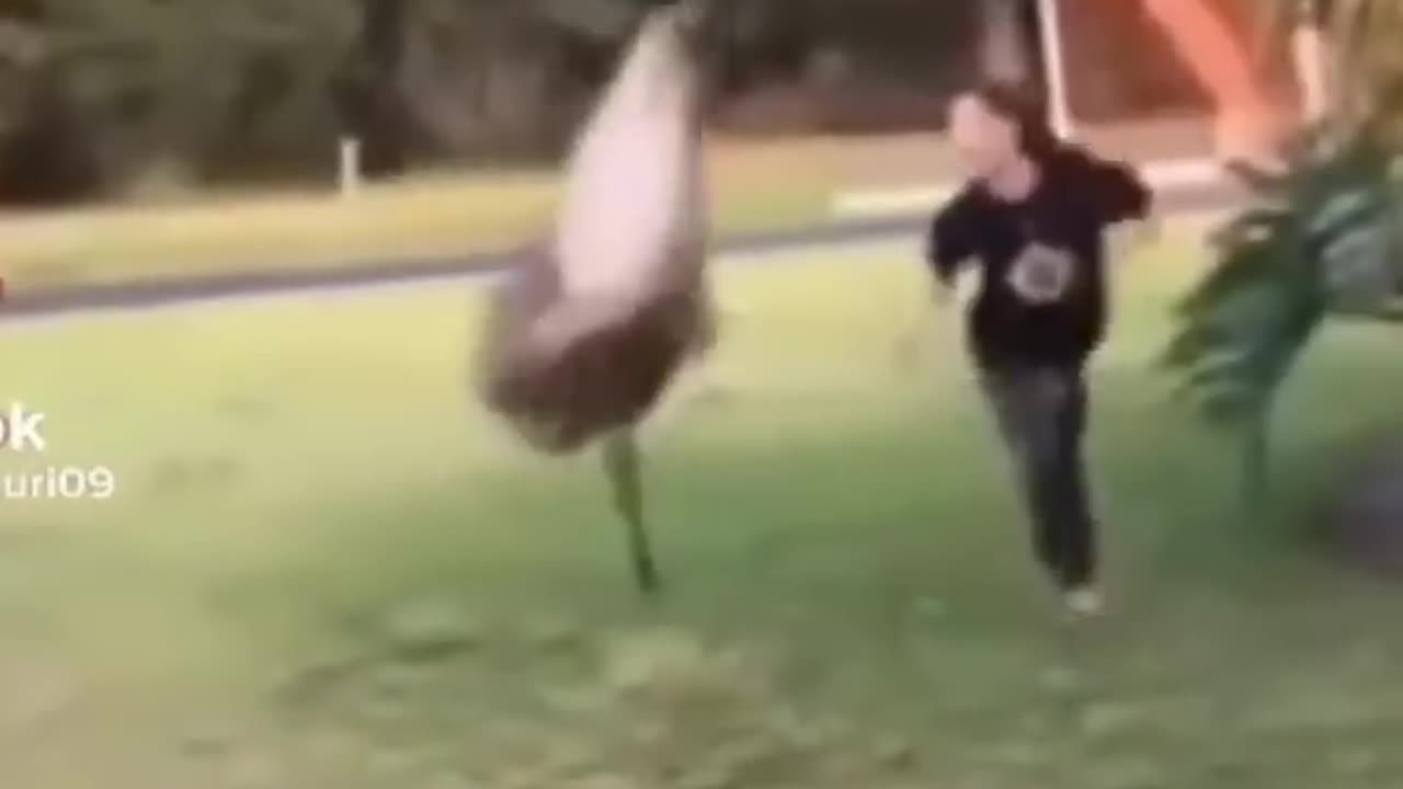 Funny animals
