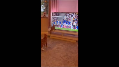 jokes with animals 2024