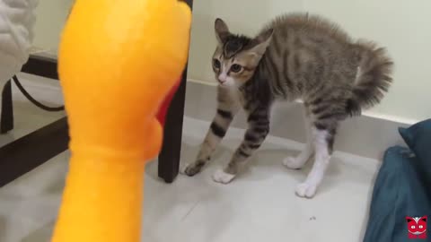 Dogs Playing with Chicken Toy :)