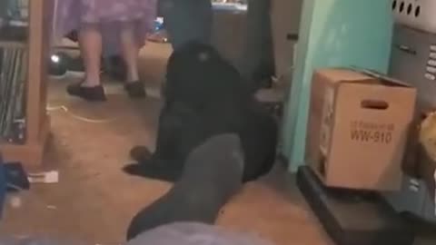 Oil Diffuser Arrest (Part 1 of 3, 2020)