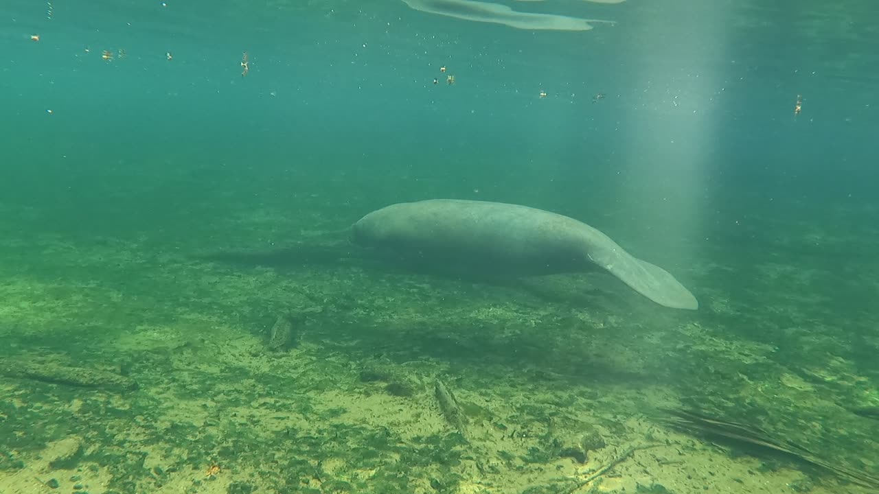Florida Manatee enjoying the clear waters of a Spring