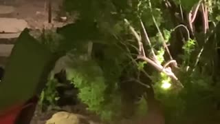 Rare Albino Raccoon In Toronto Backyard