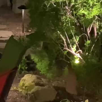 Rare Albino Raccoon In Toronto Backyard