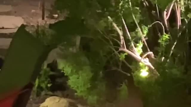 Rare Albino Raccoon In Toronto Backyard