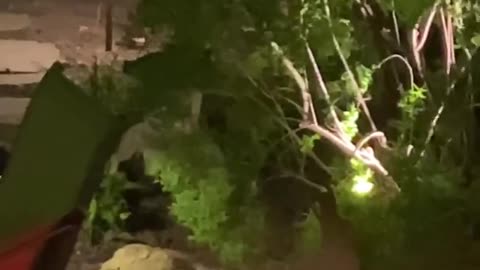 Rare Albino Raccoon In Toronto Backyard