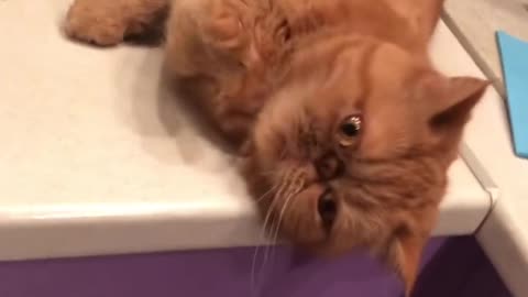 Funny cat - cat napping sweetly in the kitchen
