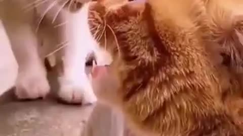 Funny animal and fail animal