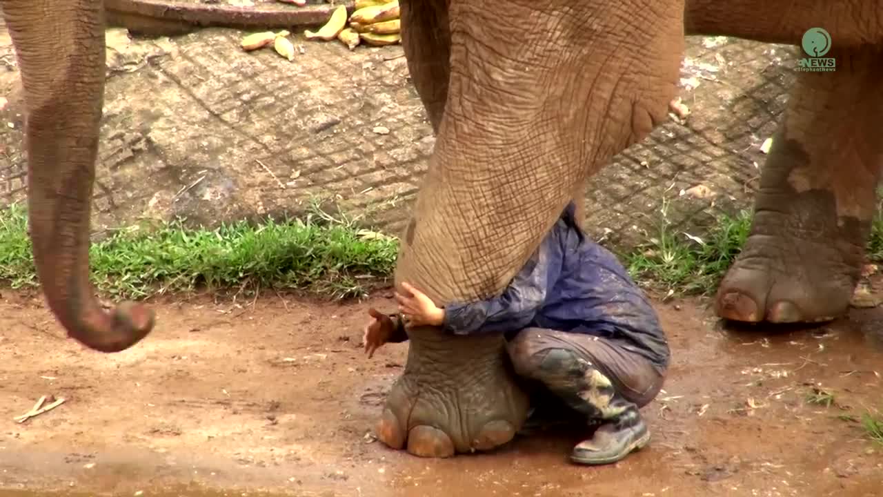 Watch Heartwarming Moment When Elephant Heard Calling Voice From Her Favourite Person - ElephantNews