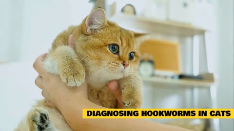 Cat 101: Hookworms in CatsCat 101: Hookworms in Cats