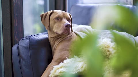 "Life with Our Loyal Canine Companion: A Day in the Life of Our Dog"
