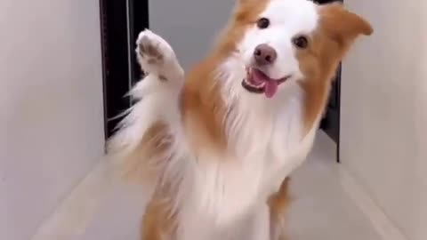 Video making 😂 Dansing Dog 😂