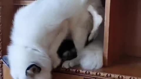 A domesticated fox has surprisingly grown two tails!