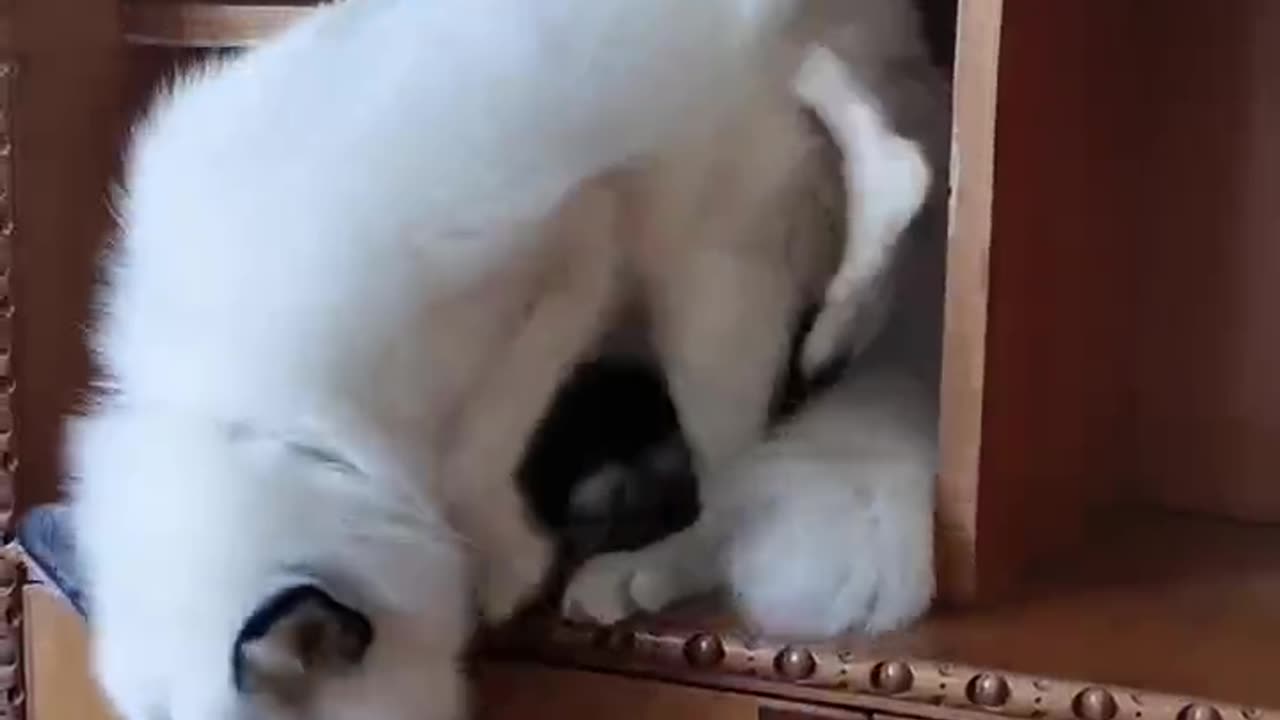 A domesticated fox has surprisingly grown two tails!