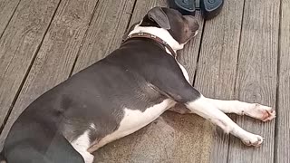 🚨Bully Alert Training 🚨