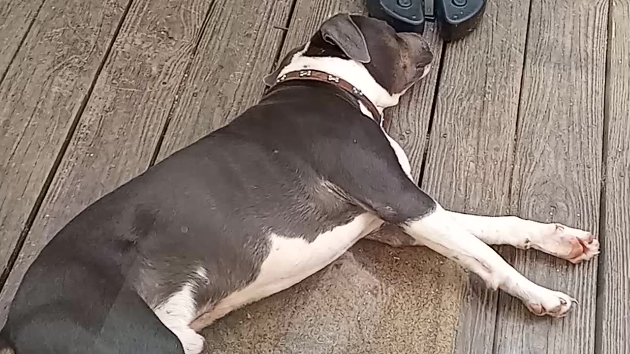 🚨Bully Alert Training 🚨