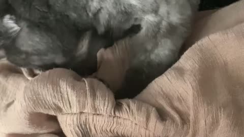 Cat Duvet Massage