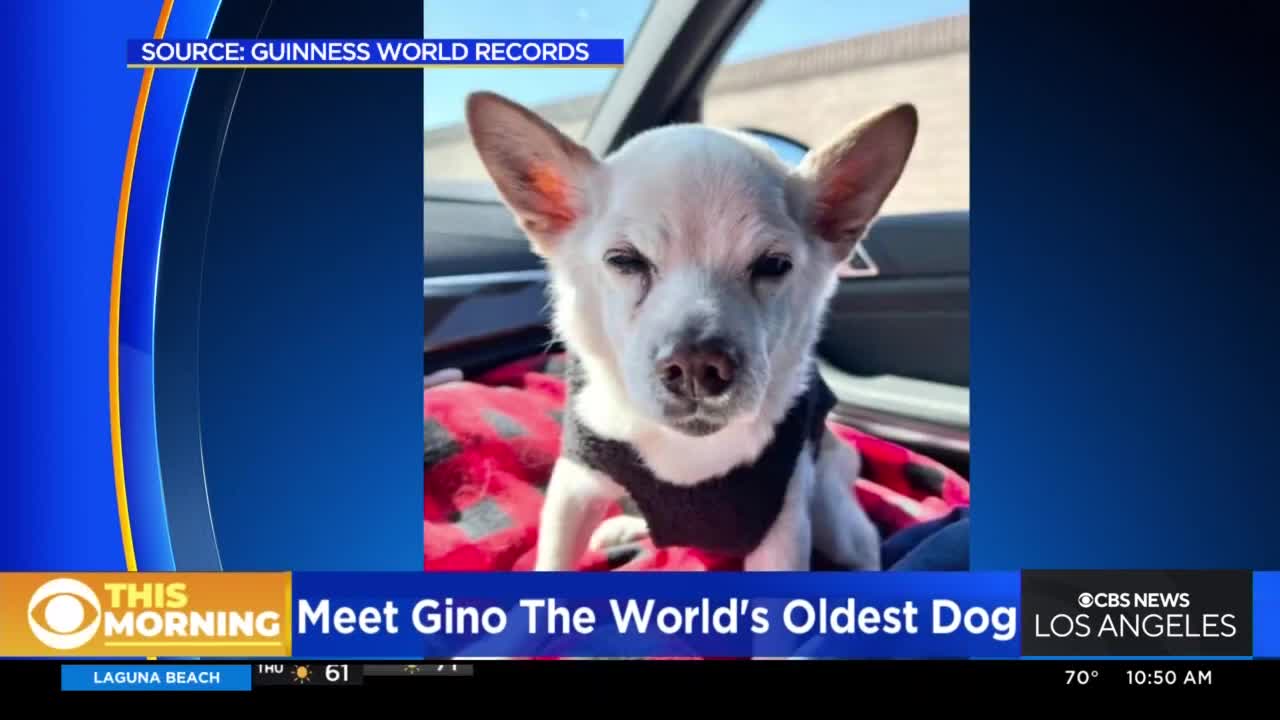 Geno, 22, is oldest dog alive