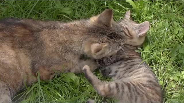 Cat's video