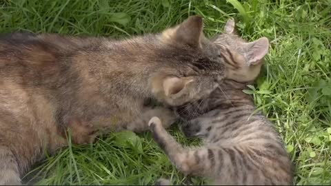 Cat's video