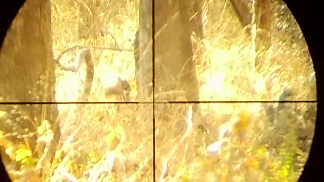 Another squirrel down