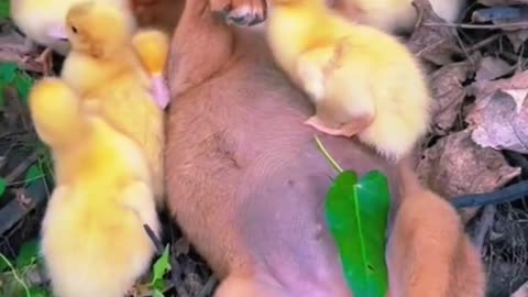 Cute dog on a hen ♥️. Cute dogs funny videos