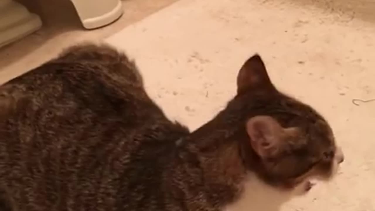 cat says "im sorry"