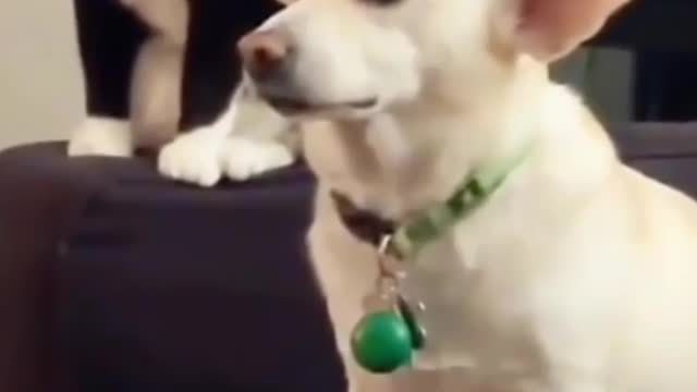 Funny cat